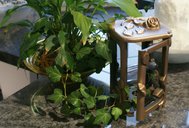 dsc00731.jpg